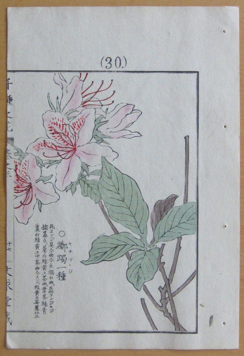 Kono Bairei Japanese Woodblock Flower Print I298 1900