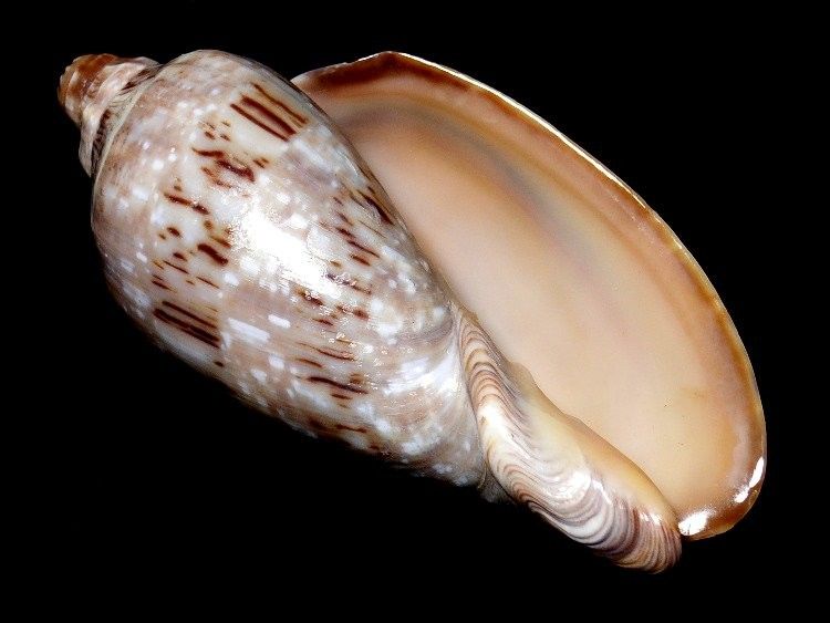 Shells. Volute. (Cymbiola) NIVOSA. 83.5mm. Grade F2. Size piece.