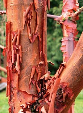 Year Paperbark Maple Japanese Maple Tree