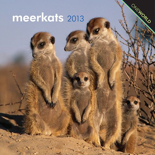 Meerkats 2013 Mini Wall Calendar