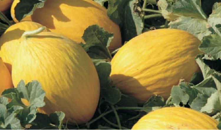 50 Semi Di Melone Giallo Di Paceco