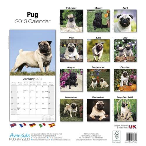 Mops Kalender 2013   Hochglanz   16 Monate gültig