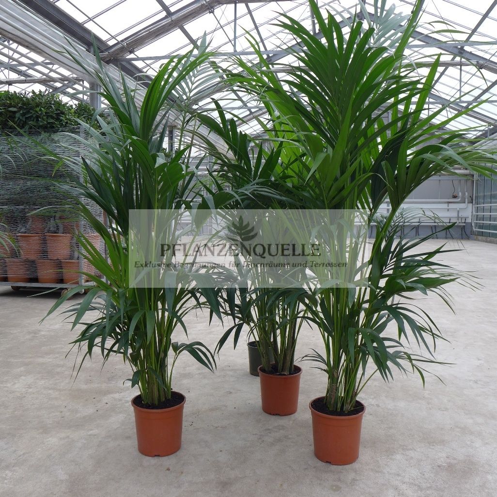 180 cm Kentia Howeia Forsteriana Howea Zimmerpflanze Pflanze