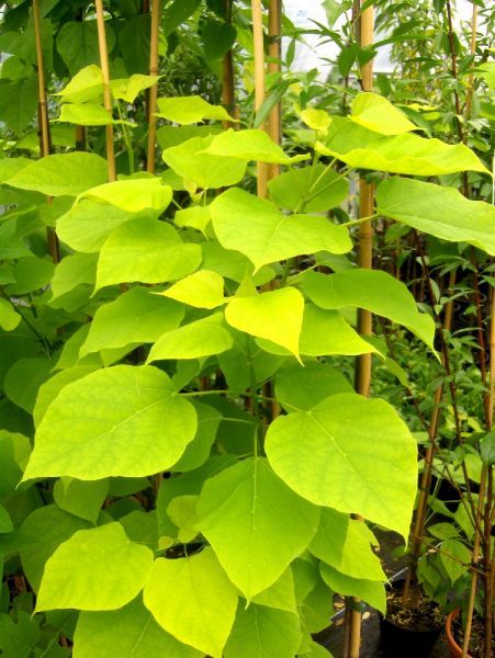 Catalpa bignonioides Aurea, gelber Trompetenbaum 130/140cm