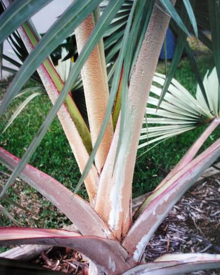 Latania loddigesii, Blaue Latanpalme, wunderschöne Palme