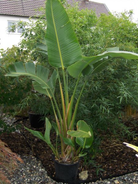 Strelitzia alba, Strelitzie, weiße Baumstrelitzie 140cm, nicolai