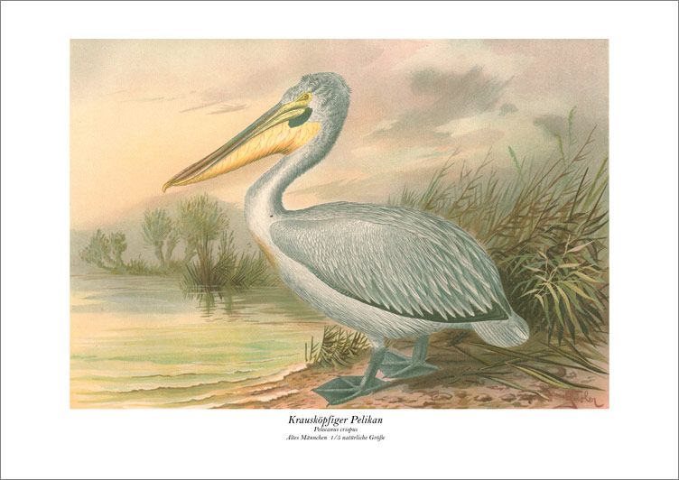 KRAUSKÖPFIGER PELIKAN PELECANUS CRISPUS VON NAUMANN 331