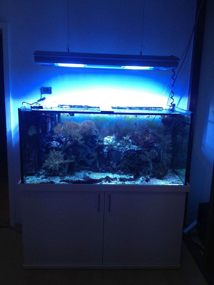 Salzwasseraquarium mit viel Zubehör 130x60x60 460 Liter