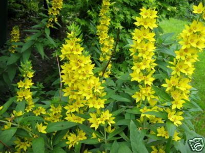 GOLDFELBERICH GELBER GOLD FELBERICH LYSIMACHIA 50 SAMEN