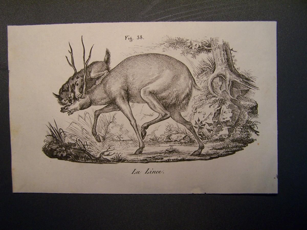 Magazzino Pittorico 1835 La Lince