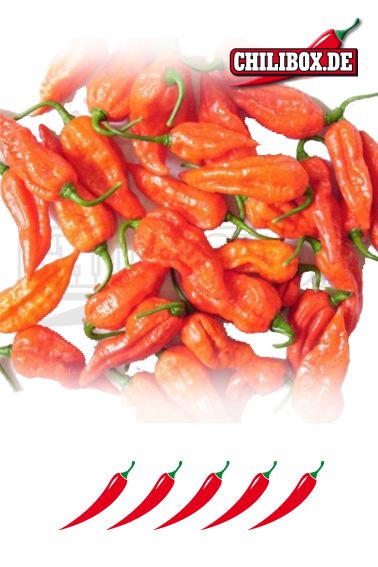 Bhut Jolokia Red Chilisamen   schärfste Chili der Welt