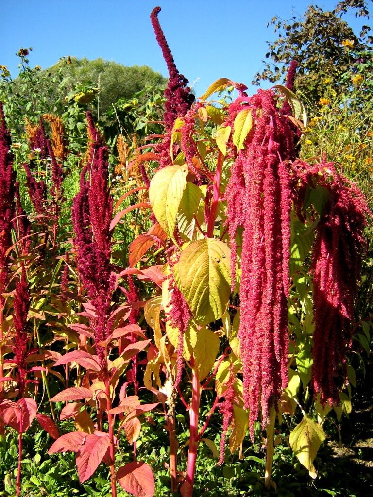 FUCHSSCHWANZ AMARANTHUS CAUDATUS AMARANTH 250 SAMEN