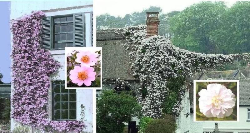 Schönste Rosen Wildrosen Stecklinge + Wurzelpulver