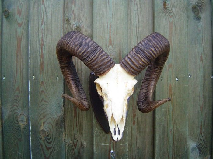 STARKE MUFFEL TROPHÄE MUFFLON MOUFLON EUROPE HUNTING JAGD PELLE FELL