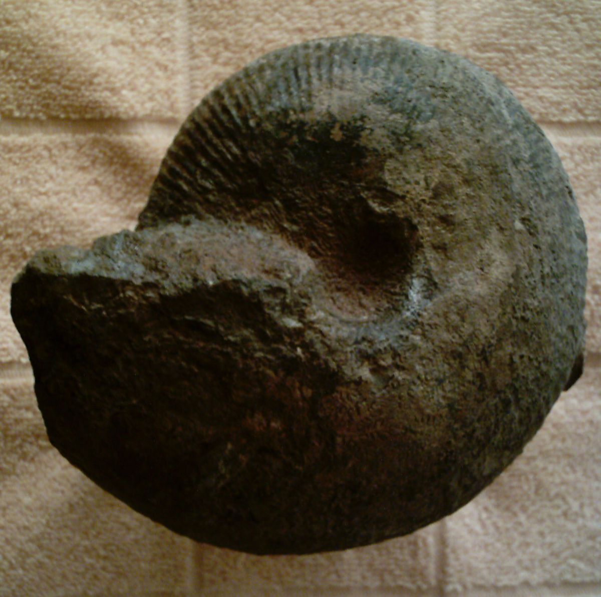 53 Ammonites macrocephalus