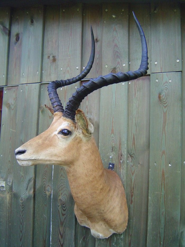 IMPALAANTILOPE KOPF SCHULTER RÄPARAT TAXIDERMY SCHWARZFERSENANTILOPE