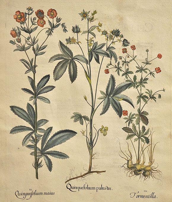 Kupferstich/Besler/Hortus Eystettensis/Eichstätt,1713